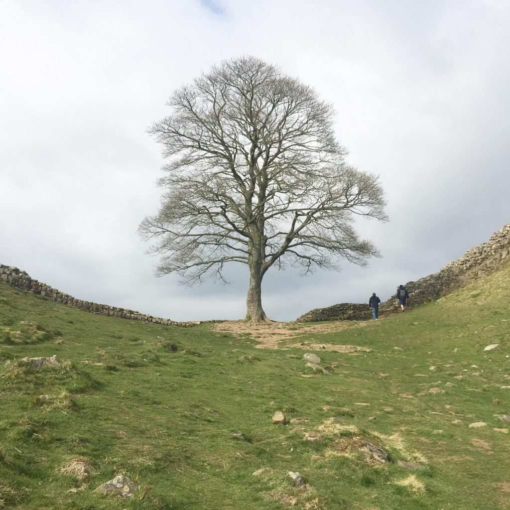 Famous Sycamore Gap